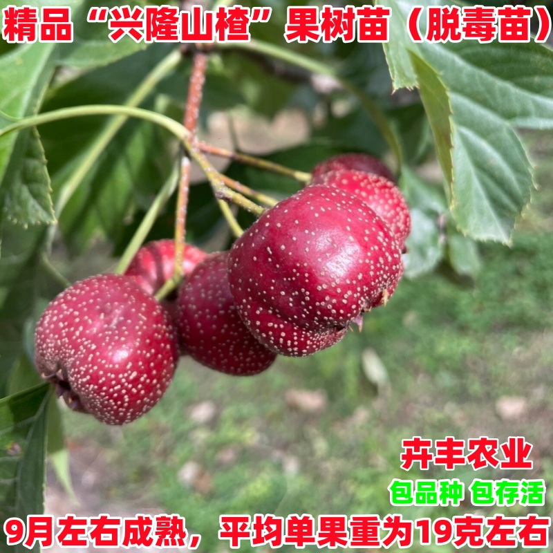 兴隆山楂树苗早熟丰产脆甜