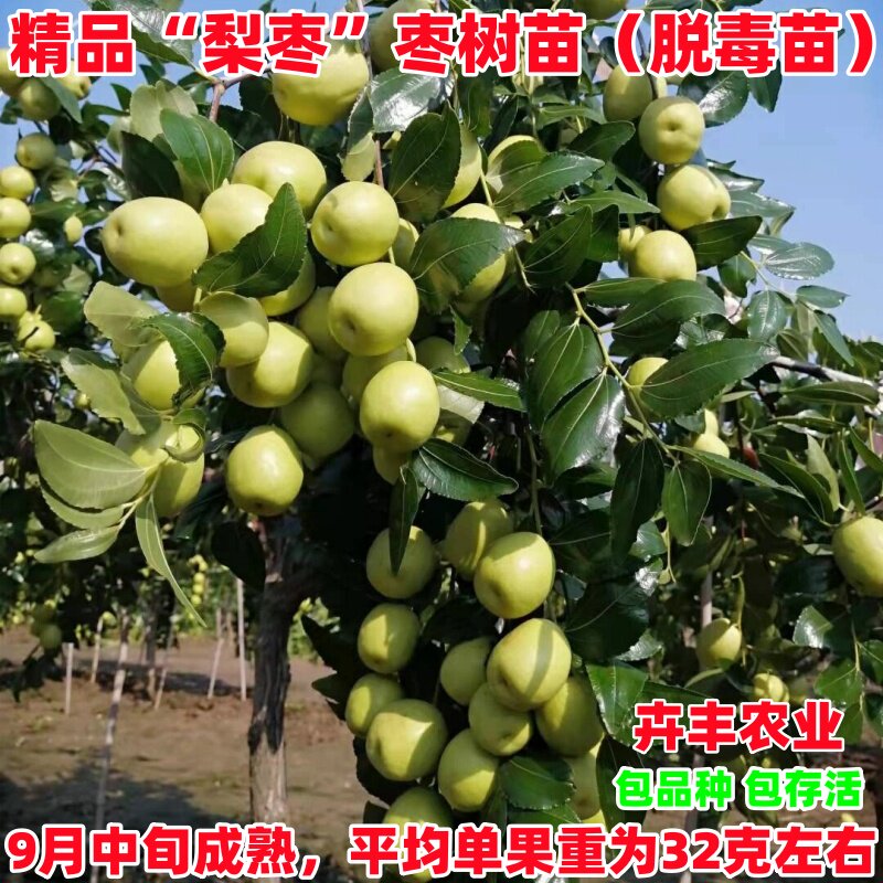 梨枣枣树苗早熟酥脆丰产