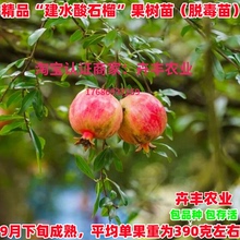 建水酸石榴树苗阳台盆栽庭院地栽种植酸石榴苗果树苗南方北方种植