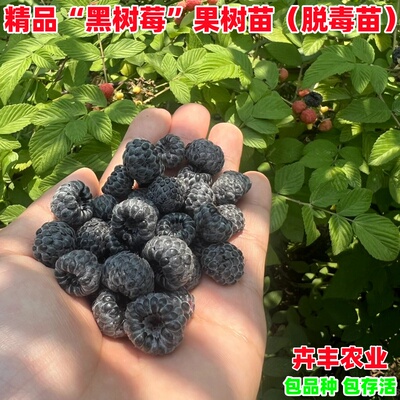 黑树莓苗早熟丰产软甜