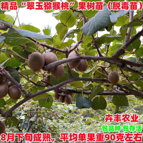 翠玉猕猴桃树苗早熟丰产脆甜