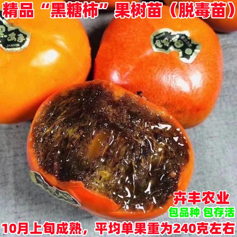 黑糖柿树苗中熟丰产脆甜