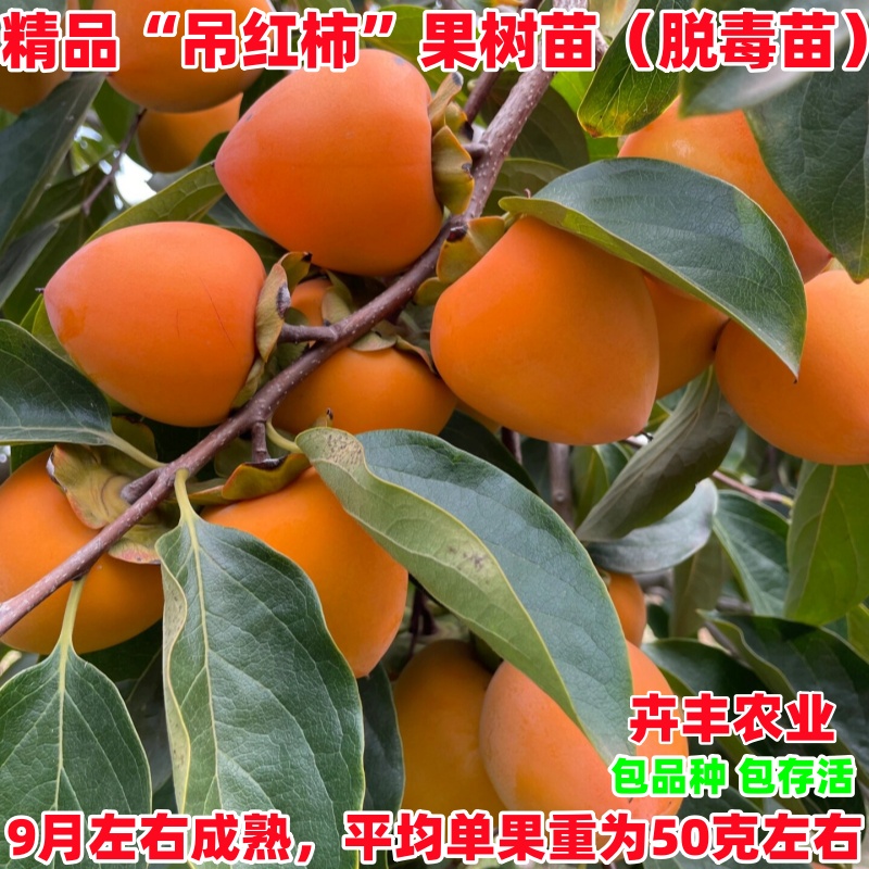 吊红柿树苗中熟丰产脆甜