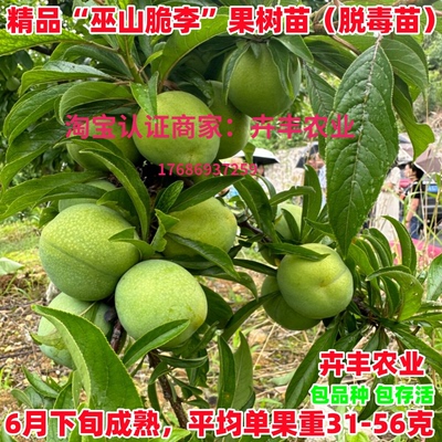 巫山脆李李树苗中熟丰产脆甜