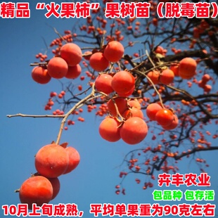 火果柿子树苗嫁接小火罐红灯笼柿子树苗庭院抗寒火晶柿南北方种植