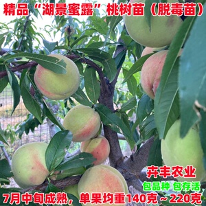 湖景蜜露中熟嫁接特大果