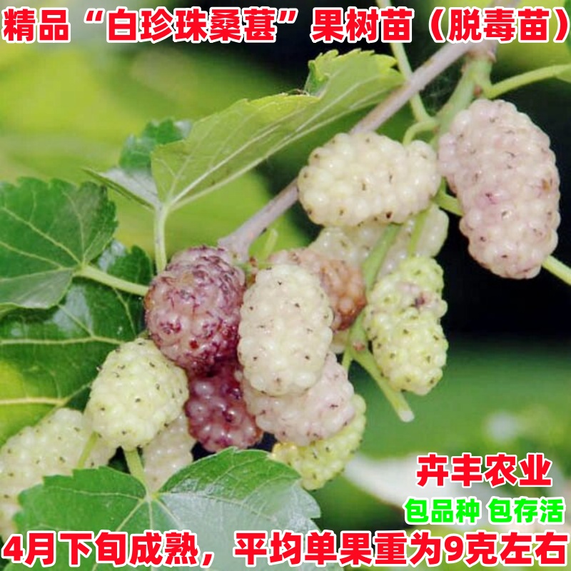 白珍珠果桑苗白色桑葚苗桑葚树苗盆栽特大南北方庭院地栽种植耐寒