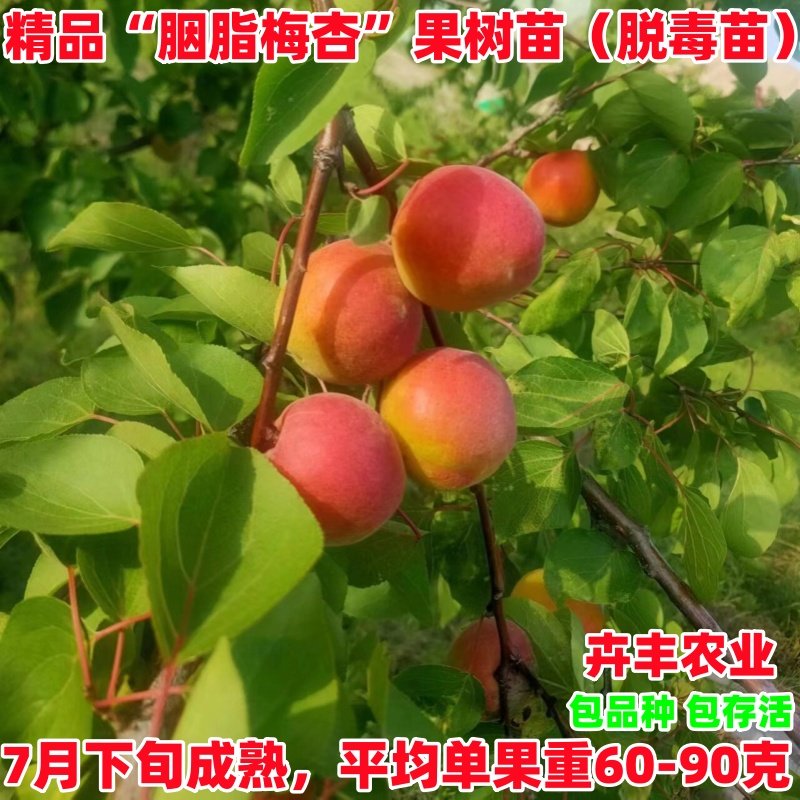 嫁接胭脂梅树苗酸甜口红梅杏果苗梅子苗南方北方种植当年结果树苗