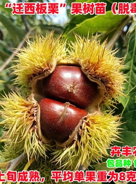 迁西板栗树苗嫁接燕山早丰3113板栗苗甜糯特大栗子苗盆栽庭院地栽