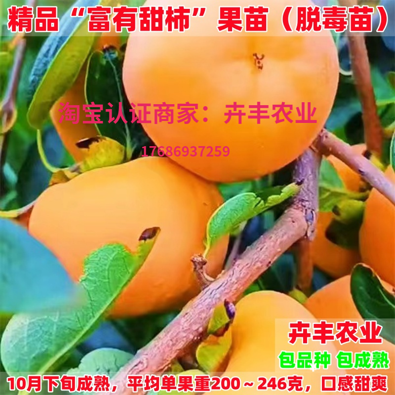 富有甜柿树苗中熟丰产脆甜