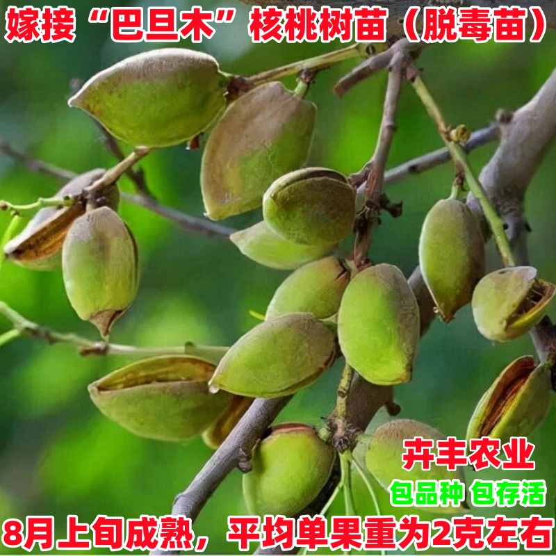 巴旦木核桃树苗早熟丰产软糯