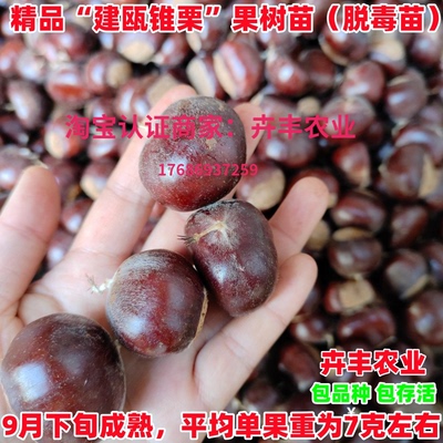 建瓯锥栗板栗树苗早熟丰产软糯