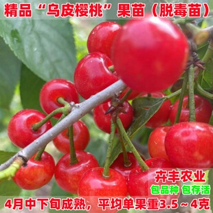 早熟南方黑珍珠小樱桃苗乌皮甜樱桃树苗云川贵种植果树苗盆栽地栽