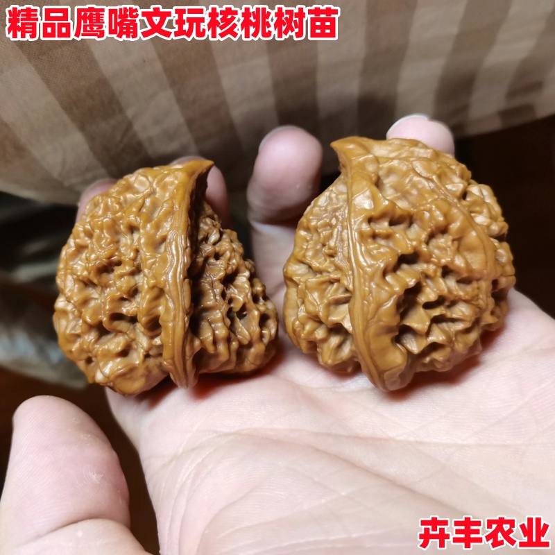 鹰嘴核桃树苗早熟丰产文玩