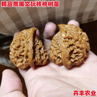 文玩核桃苗树异形蛇头鹰嘴核桃苗盆栽庭院地栽麻核桃苗南北方种植