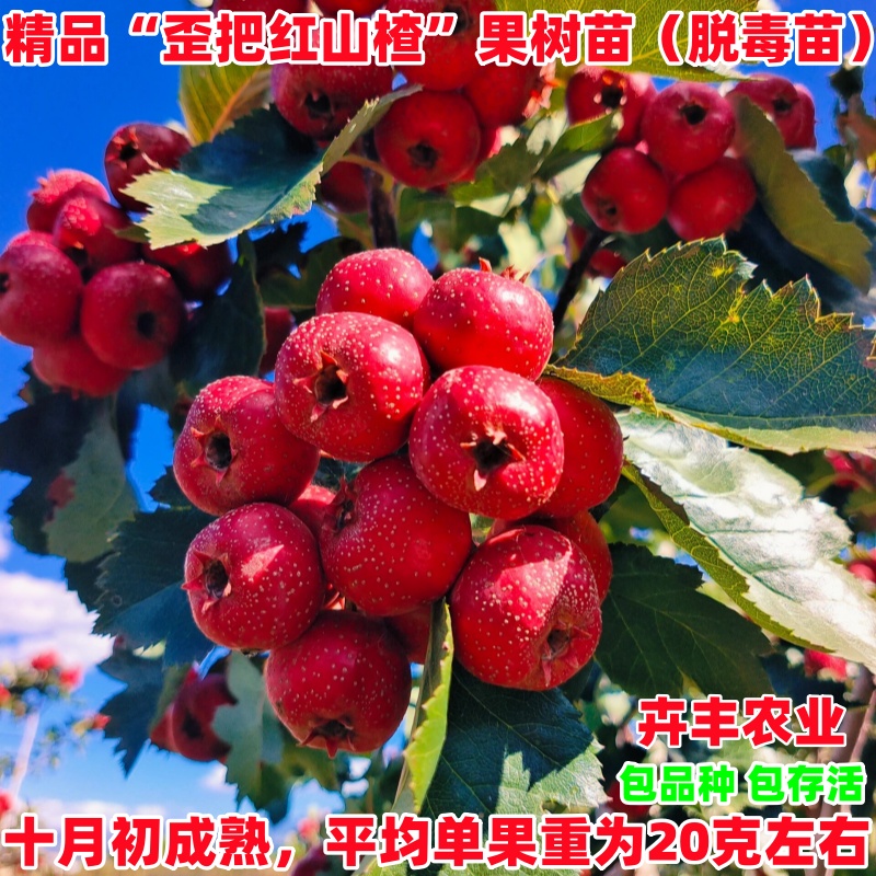 歪把红山楂苗南方北方种植阳台盆地栽果树苗嫁接苗大果甜山楂树苗