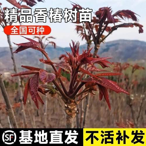 红油香椿苗树当年食用南北方种植四季盆栽地栽庭院香椿树果树苗