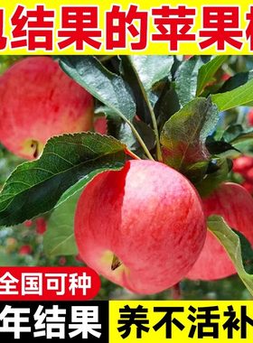 盆栽种植果树四川南北方苗心树苗果苗苹果苹果果树矮化苗活冰糖