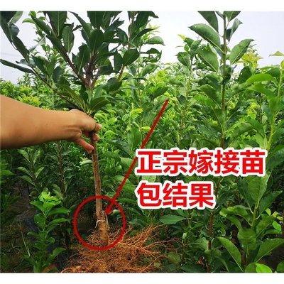 苗蜂蜜李子树空心种植南北方李子树嫁接苗蜂糖苗三华四川清脆李子