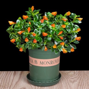 四季 金鱼花吊兰盆栽室内绿植花卉多肉植物绿萝发财树好养吸甲醛