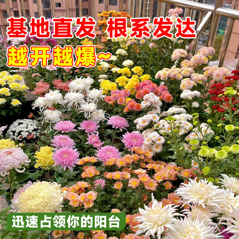 球大花苞盆栽菊花菊花大全四季花卉带开花易活耐寒牡丹重瓣苗小苗