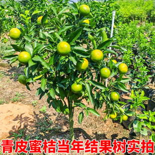 青早熟嫁接蜜桔树苗桔苗青皮南新品种苗一号无核日柑橘蜜桔苗子