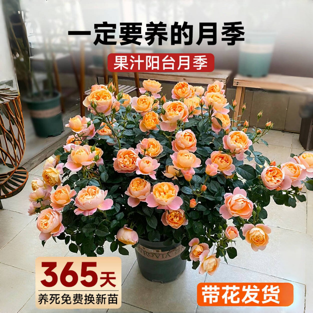 阳台开花带苗玫瑰花果汁盆栽月季花红花苞果汁四季姬藤爬多头室内