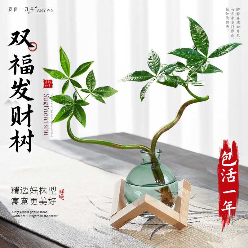 四季常青摆件发财树植物盆栽桌面客厅小水培办公室招财绿植好养内