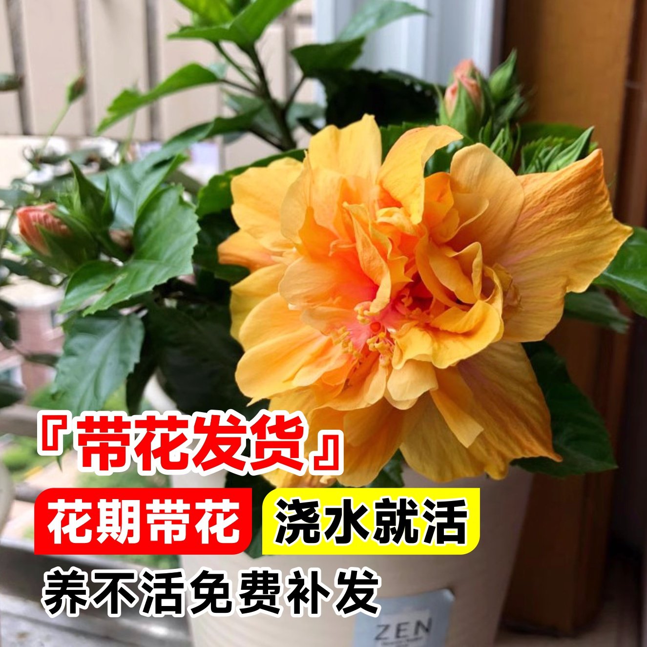 庭院四季绿植室内重瓣扶桑花花卉红色带牡丹朱槿盆栽植物花苞阳台,鲜花速递/花卉仿真/绿植园艺,绣球/木绣球/木本植物,淘宝优惠券,粉丝福利购,淘宝优惠卷