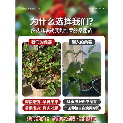 地南北方嫁接桑树当年果树苗大叶果苗苗桑葚结果盆栽桑葚树苗种植