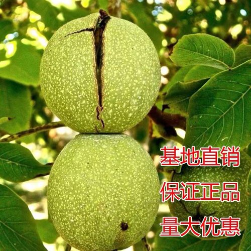 薄壳文玩核桃苗树纸皮嫁接当年种植南北方核桃树果苗结果果树庭院