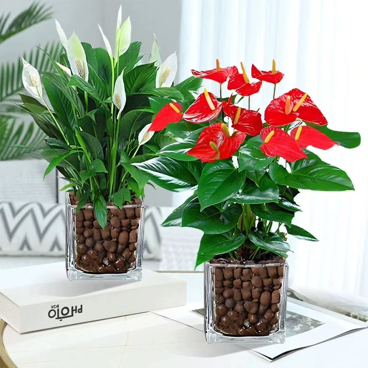 当头鸿运绿植花卉红掌植物甲醛培多肉发财树花水室内吸绿萝箩盆栽