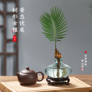 一帆风顺小植物办公室盆栽水培活绿植盆景铁树桌面内创意好养易