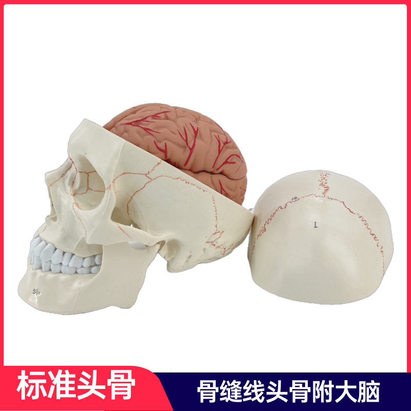 骨缝线头骨附脑模型 彩色人体头颅骨大脑模型 神经科颅脑解剖头骨