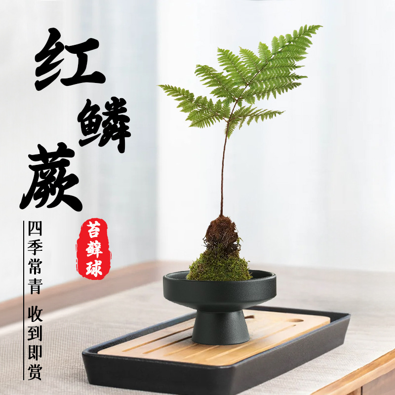 禅意绿意水培红磷蕨苔藓球室内一叶蕨盆栽红鳞蕨造景净化空气