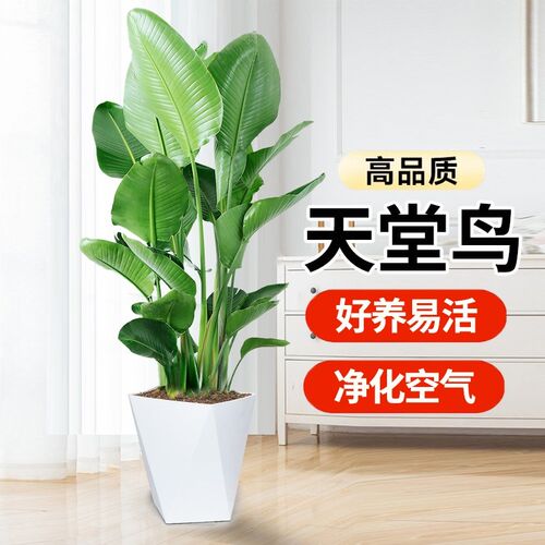 天堂鸟盆栽室内大型植物鹤望兰客厅F办公室绿植花卉水培好养易活