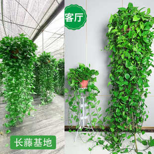大盆长藤绿萝盆栽室内吸除甲醛大型G植物吊兰绿植超大爬墙长款 绿
