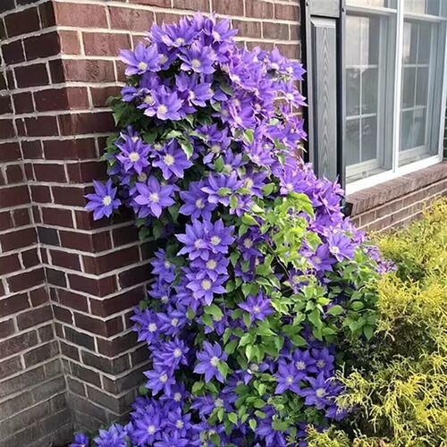 四季铁线莲盆栽带花原盆原土阳台庭院拱门爬藤植物花苗多年生花卉
