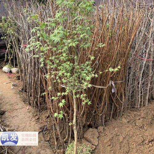 鸡爪槭树苗四季青枫树苗庭院植物盆F栽绿化苗木鸡爪槭盆景树种老