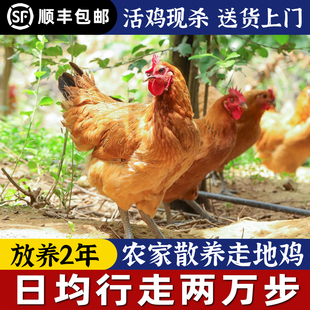 老母鸡土鸡农家散养草鸡柴鸡新鲜活鸡新鲜笨鸡农村现杀走地跑山鸡
