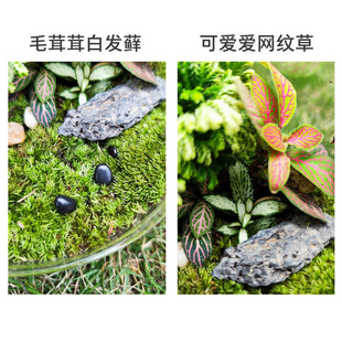 缸盆景玻璃苔藓创意植I物造景幼儿园材料室内桌 微景观生态瓶套装