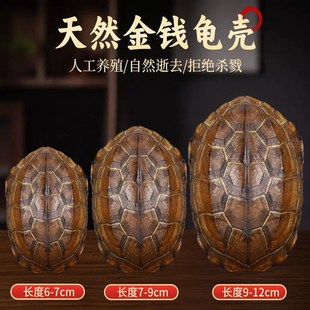六十四卜用品摆件六爻工具摇卦真龟壳卦具黄金龟甲富甲手把件