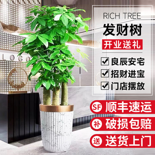 发财树盆栽客厅好养大型招财树绿植物室内办公室乔迁Y开业花卉盆