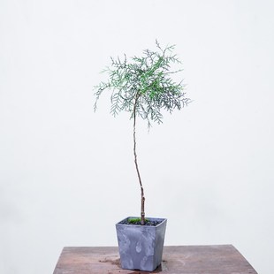 盆景 精品植O物 壹 小造景 带盆栽好绿植