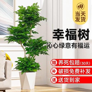 常 幸福树客厅盆栽大型绿植办公室z内好养落地植物发财树老桩四季