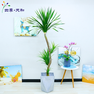 造型龙须树龙血树室内q客厅观叶大型盆栽网红绿植物盆长沙本地送