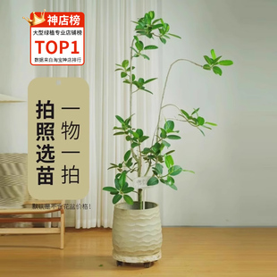 绿植净化空气 11青叶橡皮树大n型室内盆栽客厅办公室四季