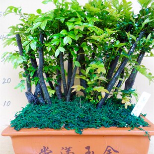 老桩造型小叶紫檀盆景植物t室内多树桩盆栽大型盆景树桌面绿植客