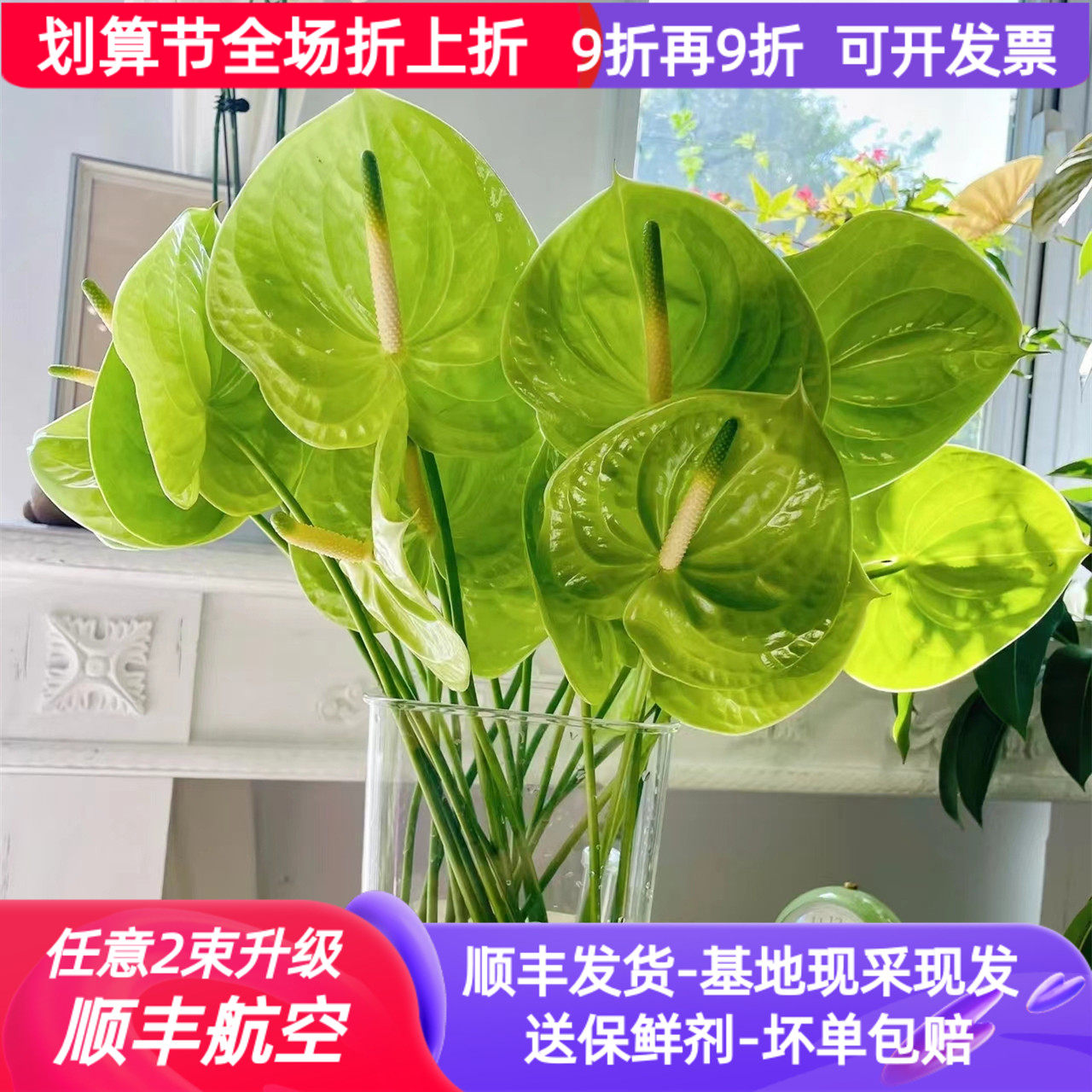 鲜切花绿掌粉掌红章白掌云南基地直发斗南市场家用插花束水养真花