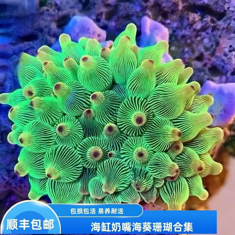 奶嘴海葵荧光绿奶嘴海葵红奶嘴小丑鱼共生海葵观赏海缸软珊瑚活物图片
